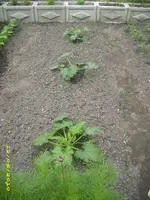 Garten 023.webp