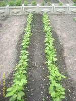 Garten 024.webp