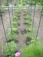 Garten 027.webp