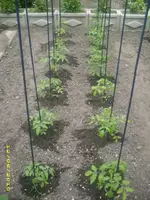 Garten 028.webp