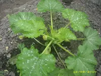 Garten 018.webp