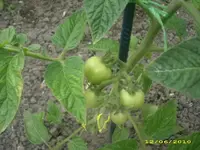 Garten 007.webp
