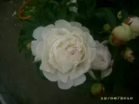 Garten 001.webp