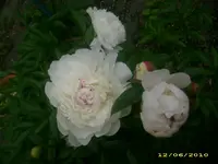Garten 002.webp