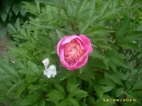 Garten 004.webp