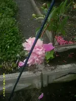 Garten 017.webp
