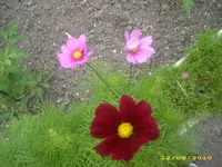 Garten 006.webp