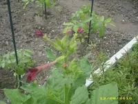 Garten 008.webp