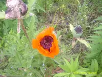 Garten 009.webp