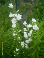 Garten 011.webp