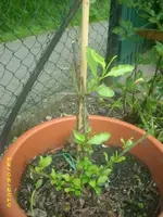 Garten 014.webp