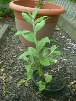 Garten 013.webp