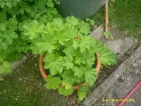 Garten 029.webp