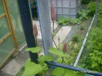 Garten 031.webp
