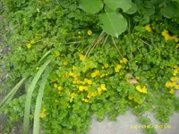 Garten 037.webp