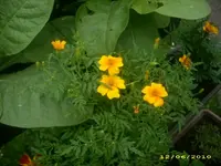 Garten 043.webp
