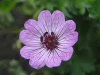 25446.webp