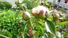 K800_12. Juni 031.webp