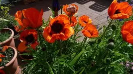 K800_12. Juni 032.webp