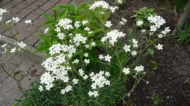 K800_12. Juni 041.webp