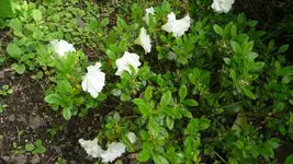 K800_12. Juni 045.webp