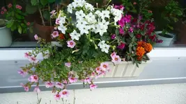 K800_12. Juni 050.webp