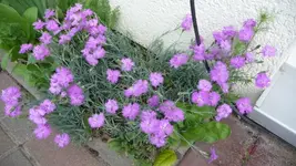 K800_12. Juni 052.webp