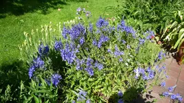 K800_Ehrenpreis.webp