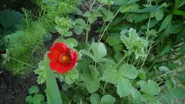 K800_roter Fingerhut.webp