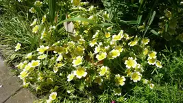 K800_Spiegeleier.webp