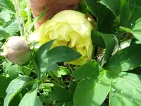 DSCF3488.webp