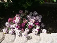 DSCF3495.webp