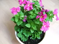 DSCF3496.webp