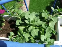 DSCF3500.JPG
