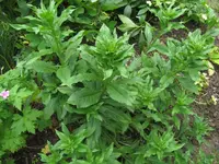 Bild 002a.webp