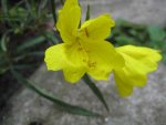 Oenothera speciosa 'Gelb', Nachtkerze.JPG