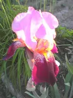 Schwertlilie.webp