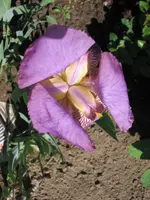 Schwertlilie2.webp