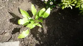 K800_umgesetzte Funkie 4.webp