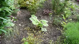K800_Vorgarten.webp
