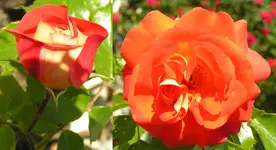 Märchenrose Gebrüder Grimm.webp