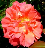 Rose Märchenrose Gebrüder Grimm.webp