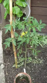 11. Juni 2010 Garten (36).webp