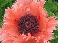 008.webp