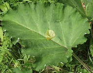 KlettemitLinde.webp