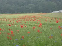 042.webp