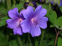 DSCI0962.webp