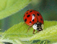 Marienkfer22Punkt.webp
