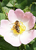 BienebeimPollenbad.webp