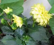 Dahlie.webp